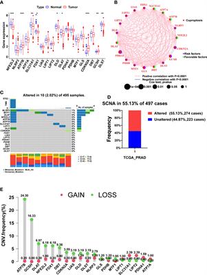 Frontiers | Identification Of Novel Molecular Subtypes And A Signature ...